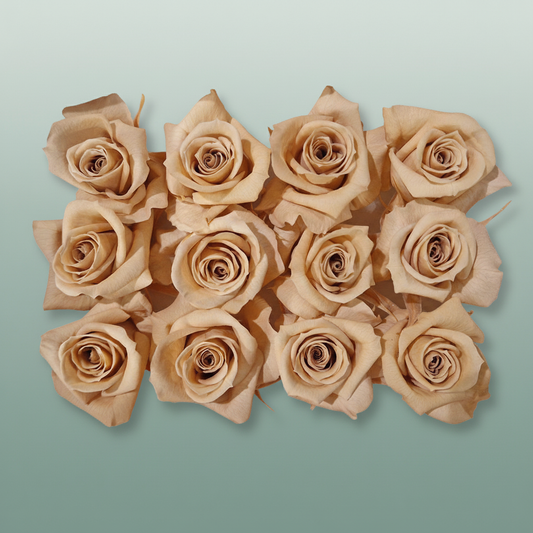 Rose Preserved Mini Apricot