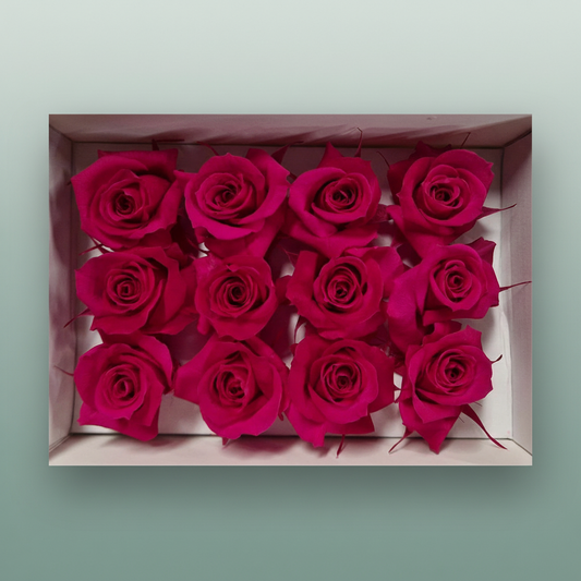 Rose Preserved Mini Fuchsia