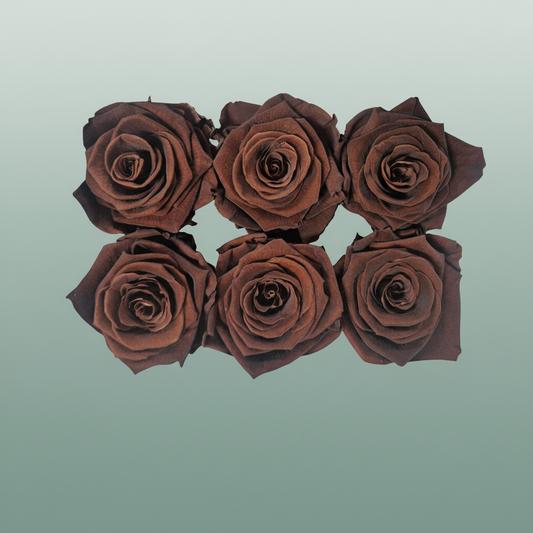 Rose Preserved Classic BRosewn