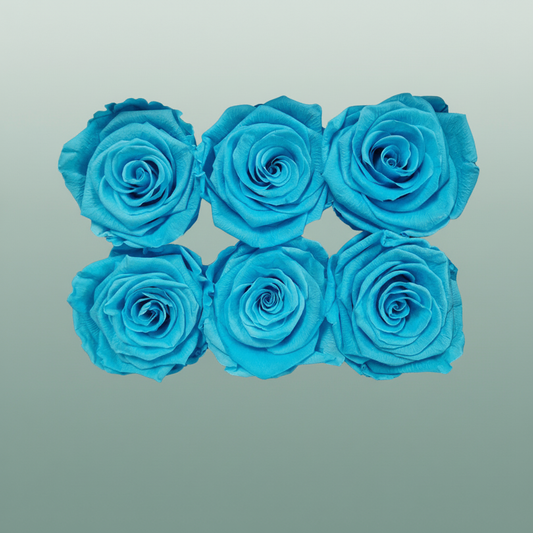 Rose Preserved Classic Cyan
