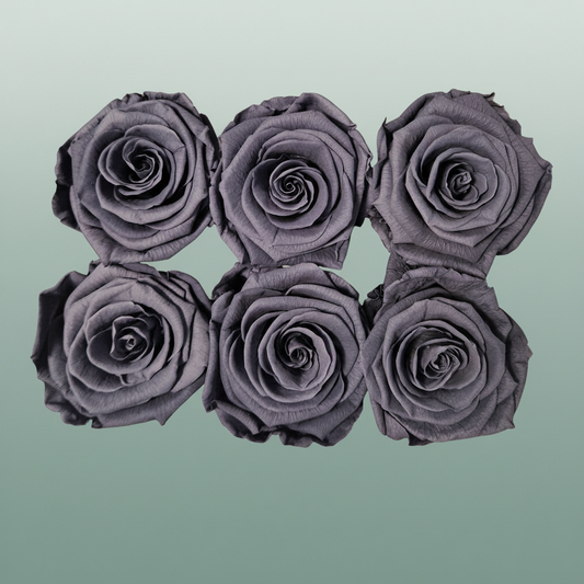 Rose Preserved Classic Graphite