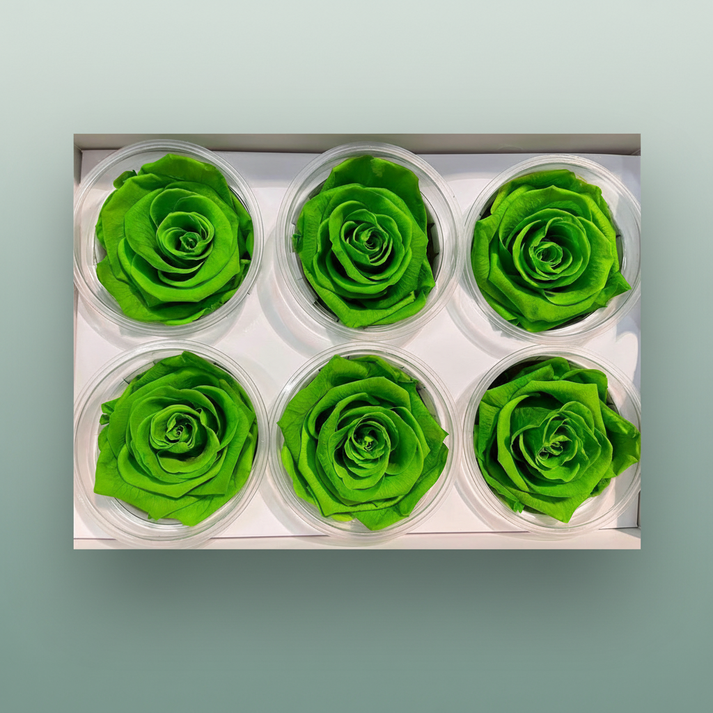 Rose Preserved Classic Green Lime