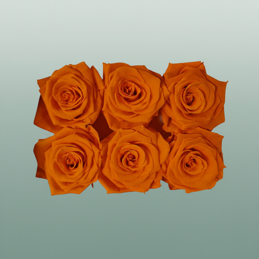 Rose Preserved Classic Orange