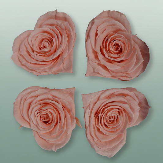 Rose Preserved Hearts Soft Pink