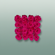 Rose Preserved Micro Fuchsia