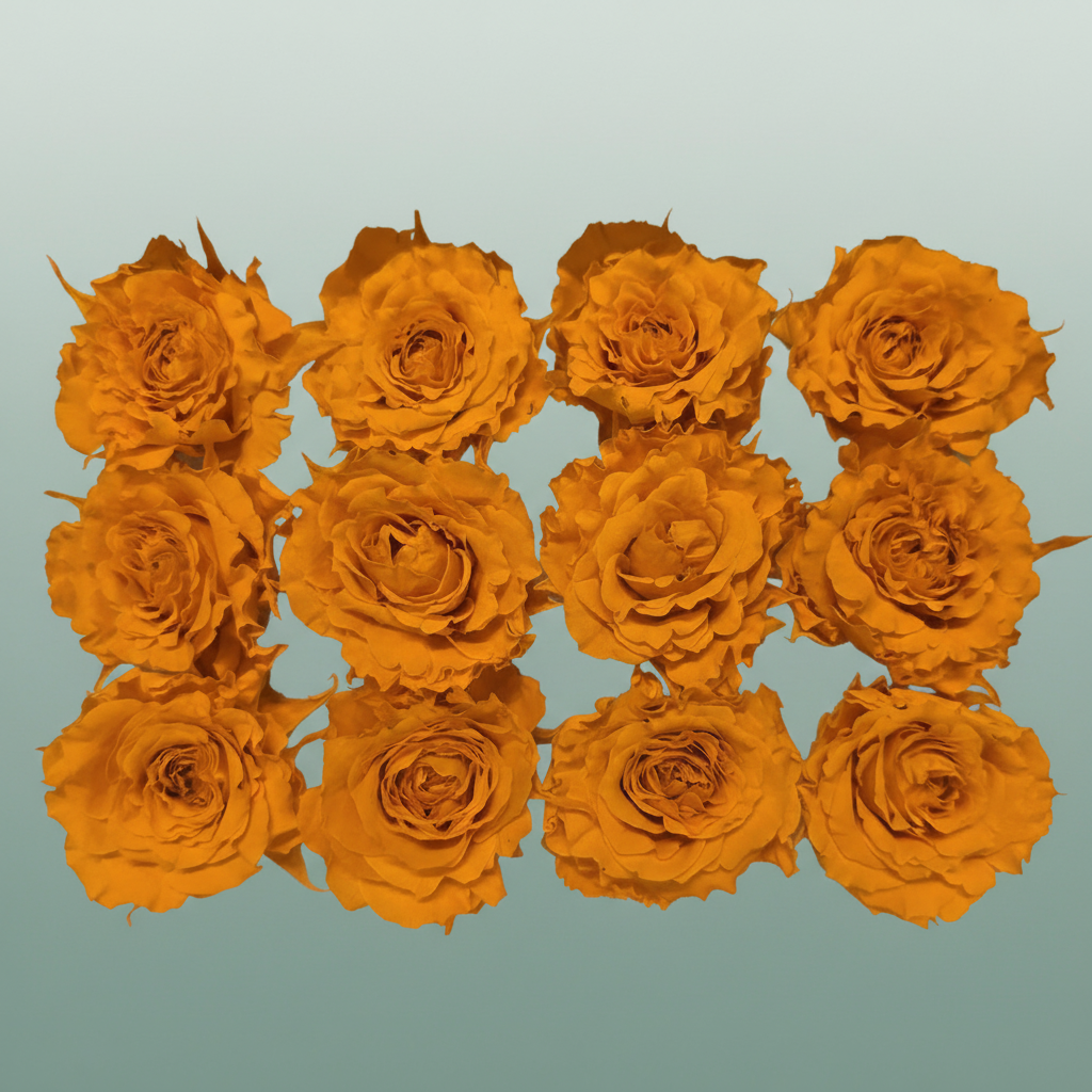 Rose Preserved Rom Mini Orange