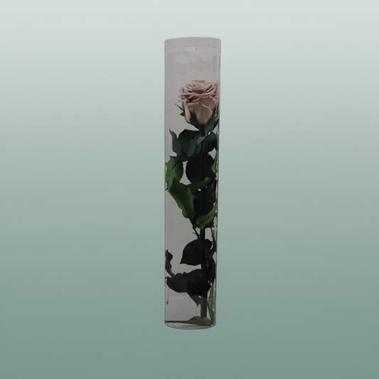 Rose Preserved Stem Latte