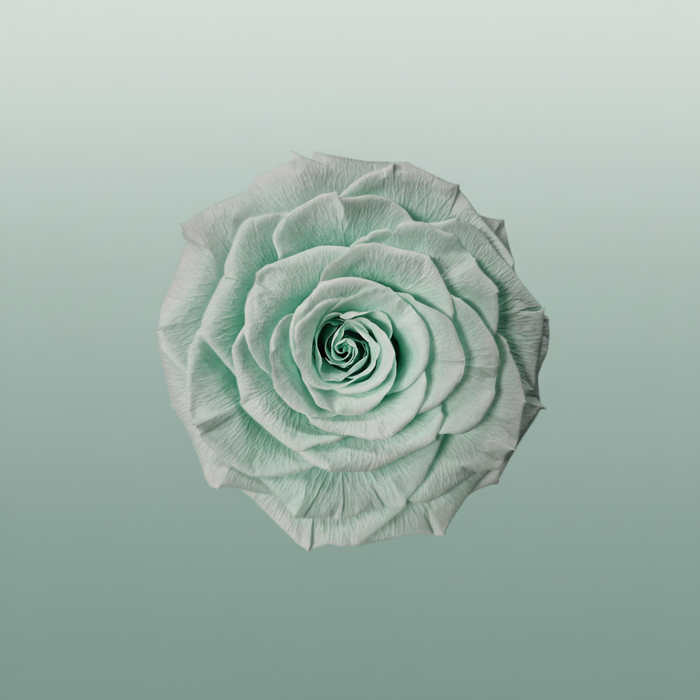 Rose Preserved Xl Green Mint