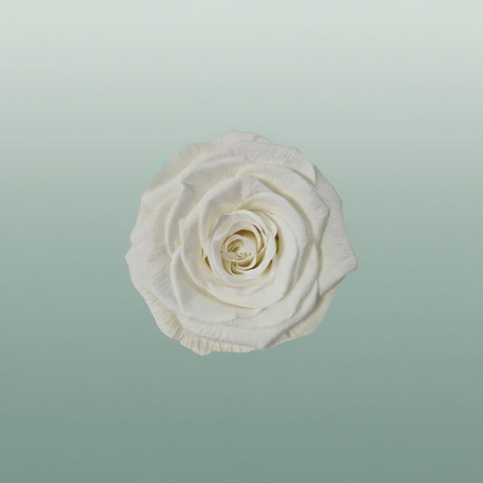 Rose Preserved Xl Ivory