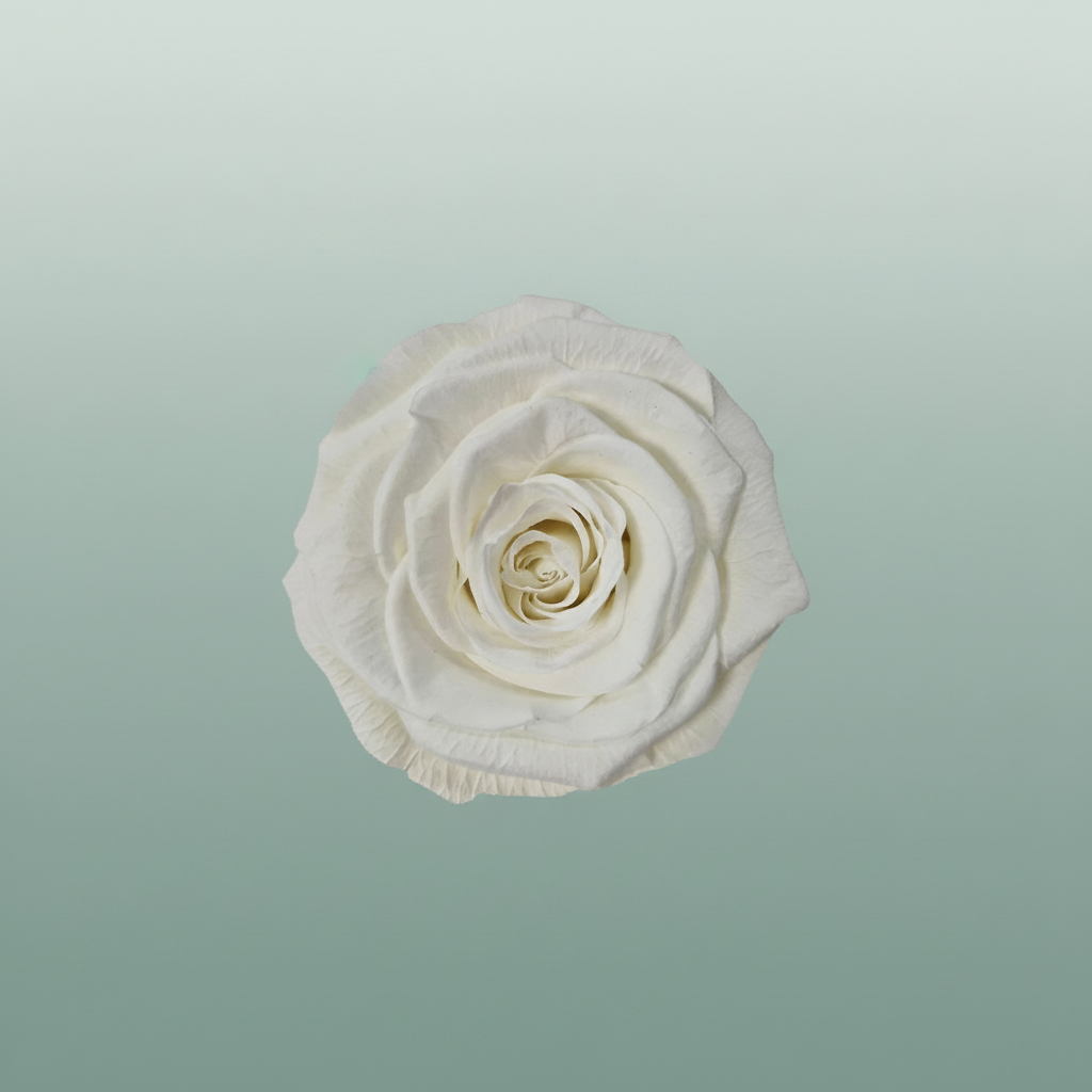 Rose Preserved Xl Ivory