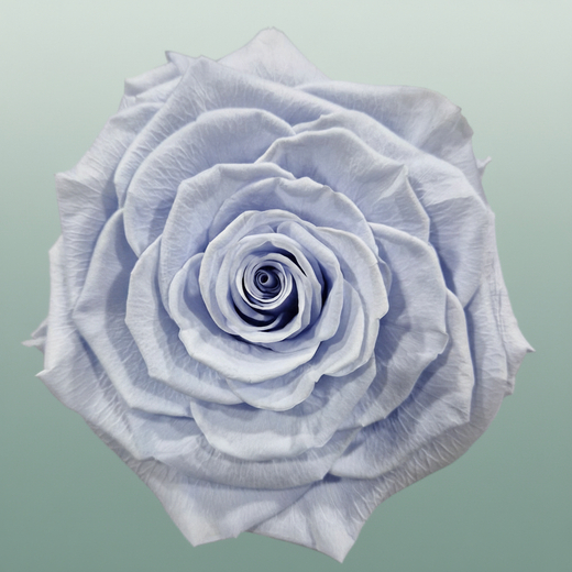 Rose Preserved Xl Lavender