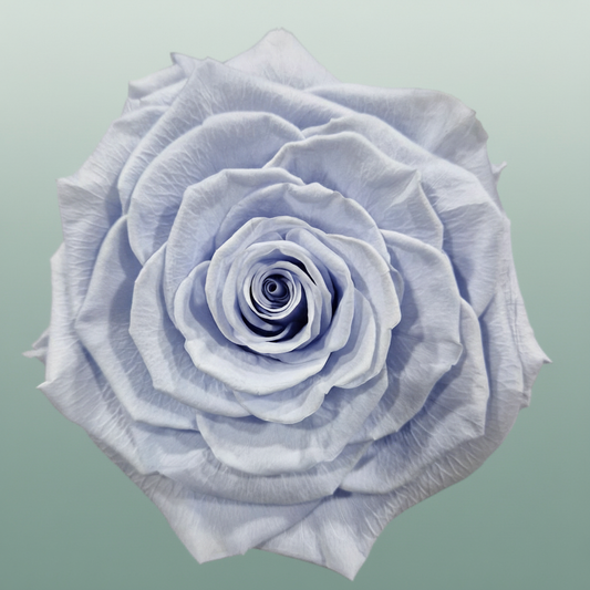 Rose Preserved Xl Lavender