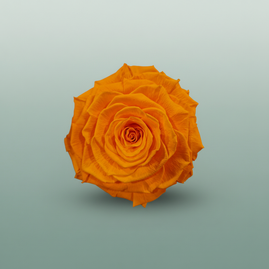 Rose Preserved Xl Orange
