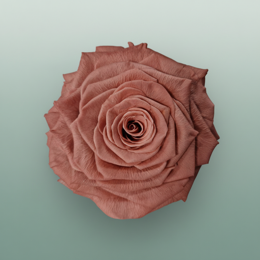 Ro Pres Xl Pink Dusty