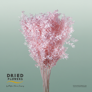 Dried Bleached Ruscus Light Pink