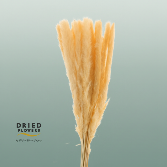 Dried Bleached Cortaderia Fluffy Salmon