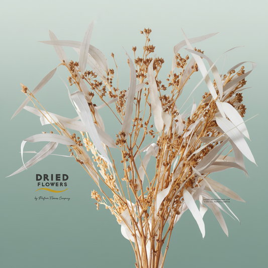 Dried Bleached Eucalyptus Exotica
