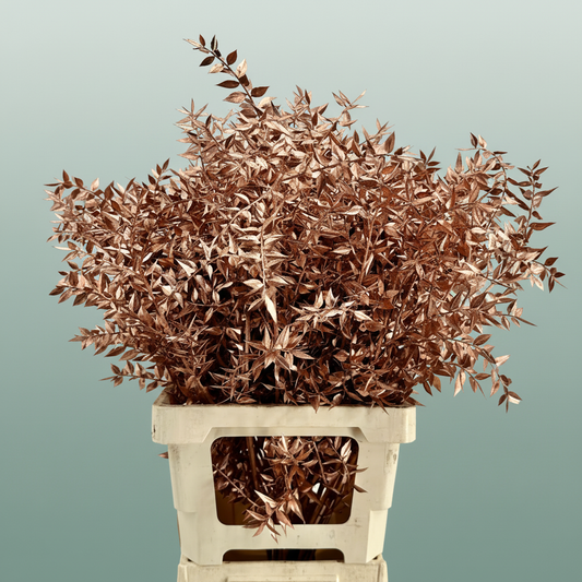 Dried Ruscus Aculeatus Copper