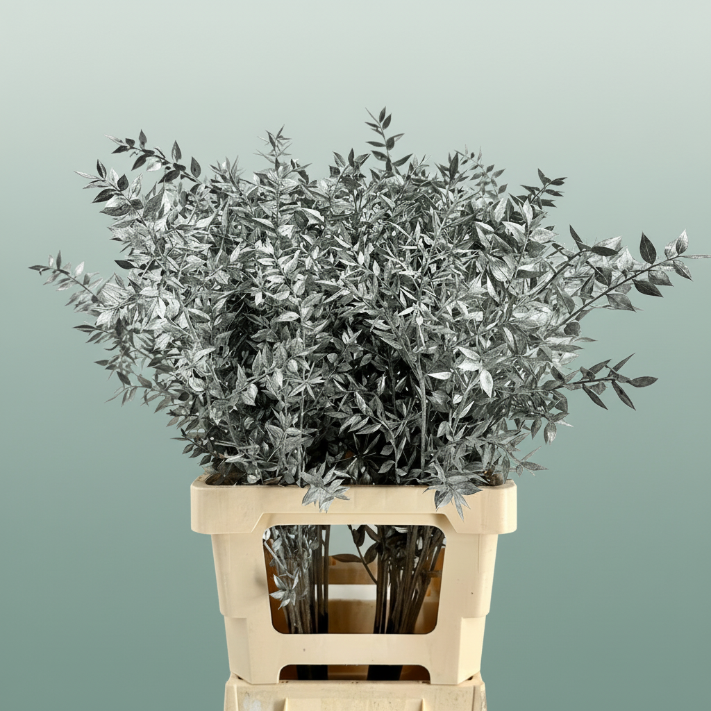 Dried Ruscus Aculeatus Silver