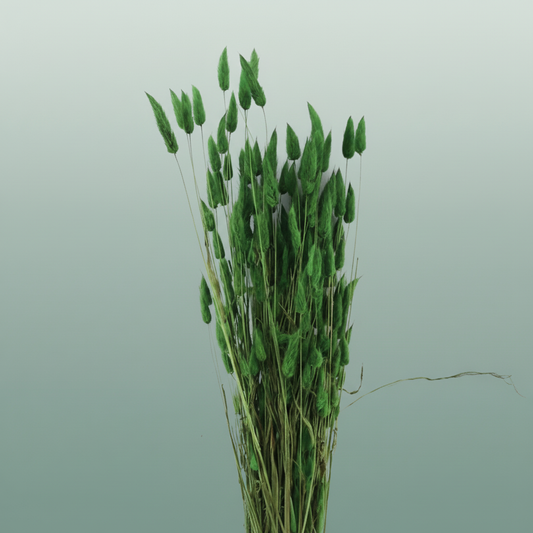 Dried Lagurus Dark Green