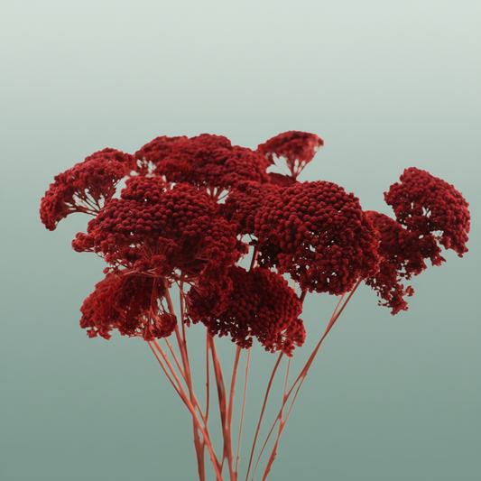 Dried Achillea Red