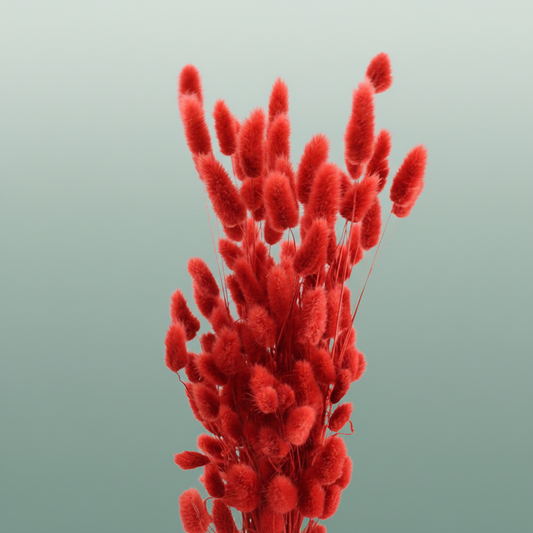 Dried Lagurus Red