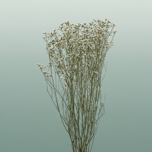 Dried Limon Diamond White