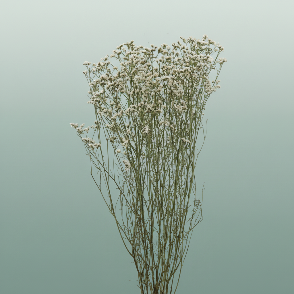 Dried Limon Diamond White