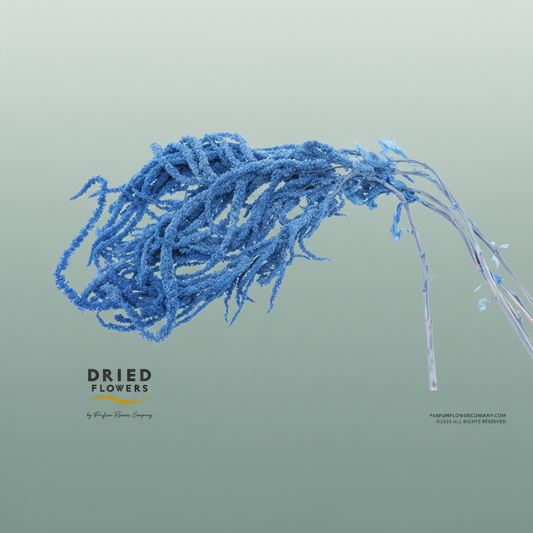 Dried Bleached Amaranthus Caudatus Cobalt Blue