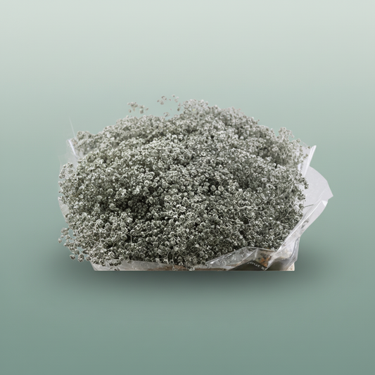 Gypsophila Dyed Grof Metallic Platinum