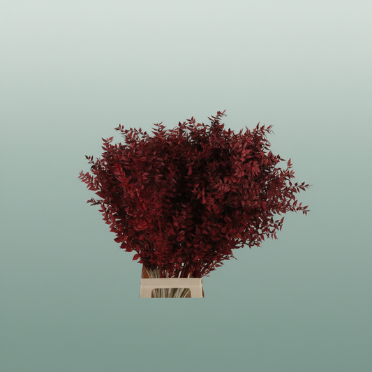 Pres Ruscus Bordeaux