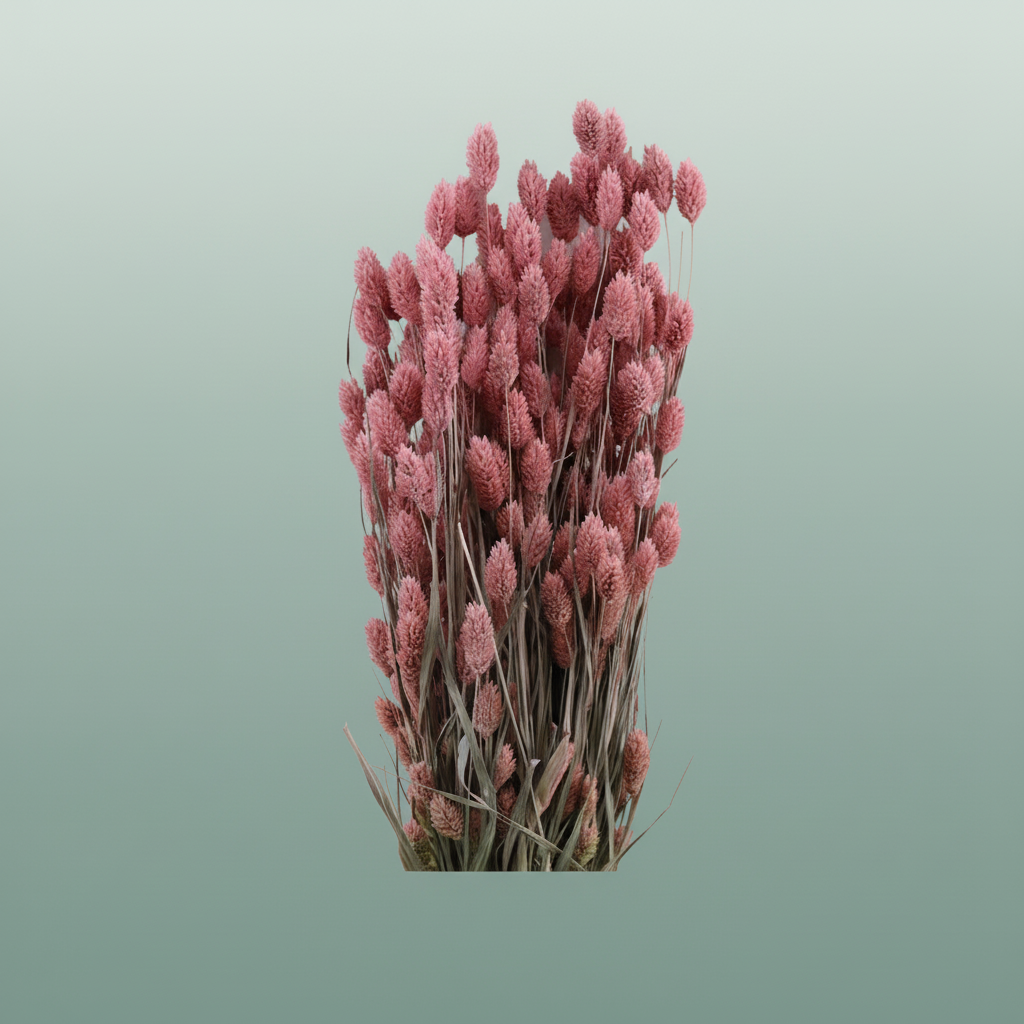 Dried Phalaris Frosted Pink