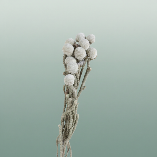 Dried Brunia Silver