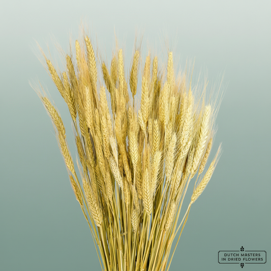 Dried Triticale Natural
