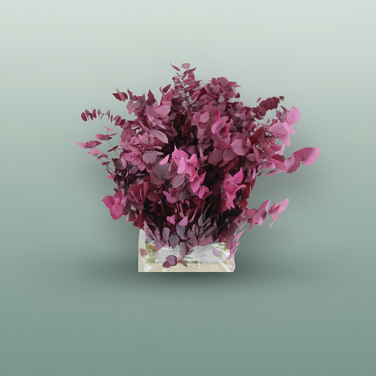 Pres Eucalyptus Stuartiana Cyclaam