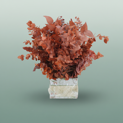 Pres Eucalyptus Stuartiana Orange