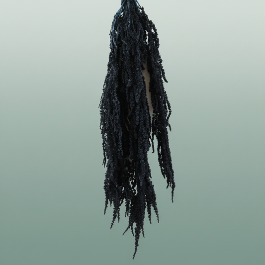 Pres Amaranthus Caud Lolita