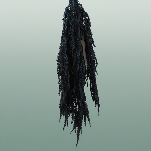 Pres Amaranthus Caud Lolita