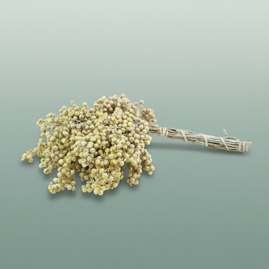 Schinus M Pt Champagne