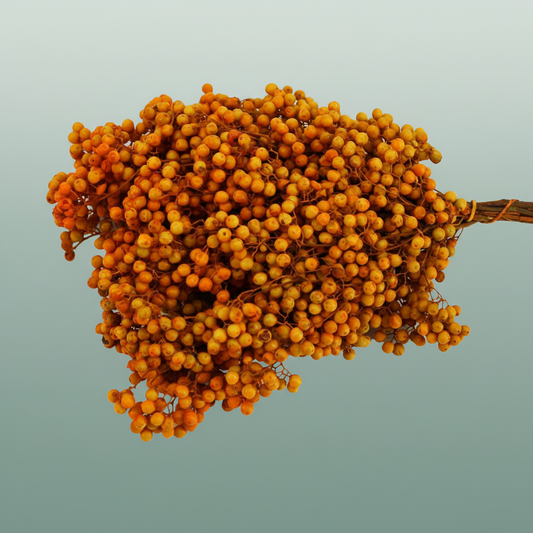 Schinus M Pt Mustard