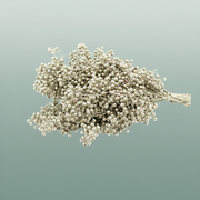 Schinus M Pt Platinum