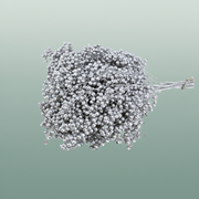 Schinus M Pt Silver