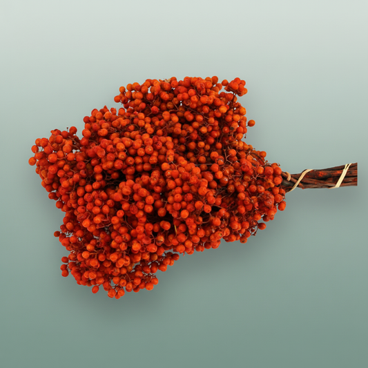 Schinus M Pt Tangerine