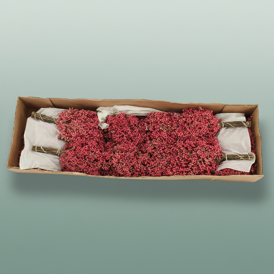 Schin M Pink Special Pbs