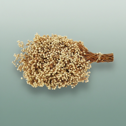 Schinus M Pt White Bleached Special