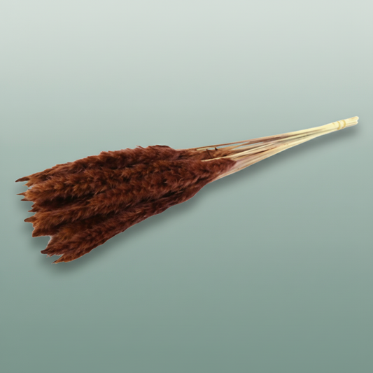 Dried Fluffy Pampas Brown