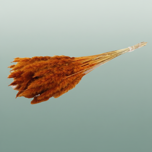 Dried Fluffy Pampas Orange