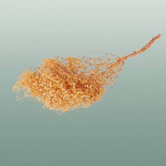 Pres Gypsophila Orange