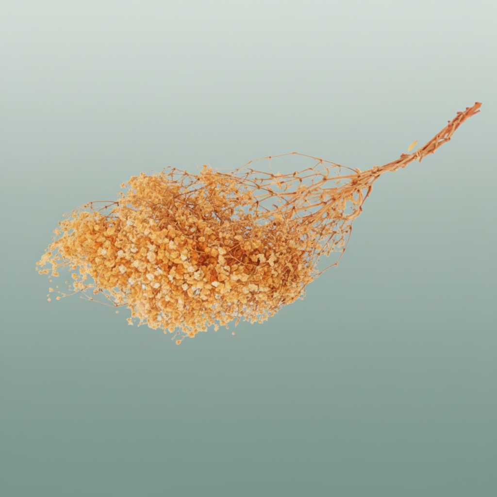 Pres Gypsophila Orange