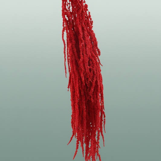 Pres Amaranthus Caud Red